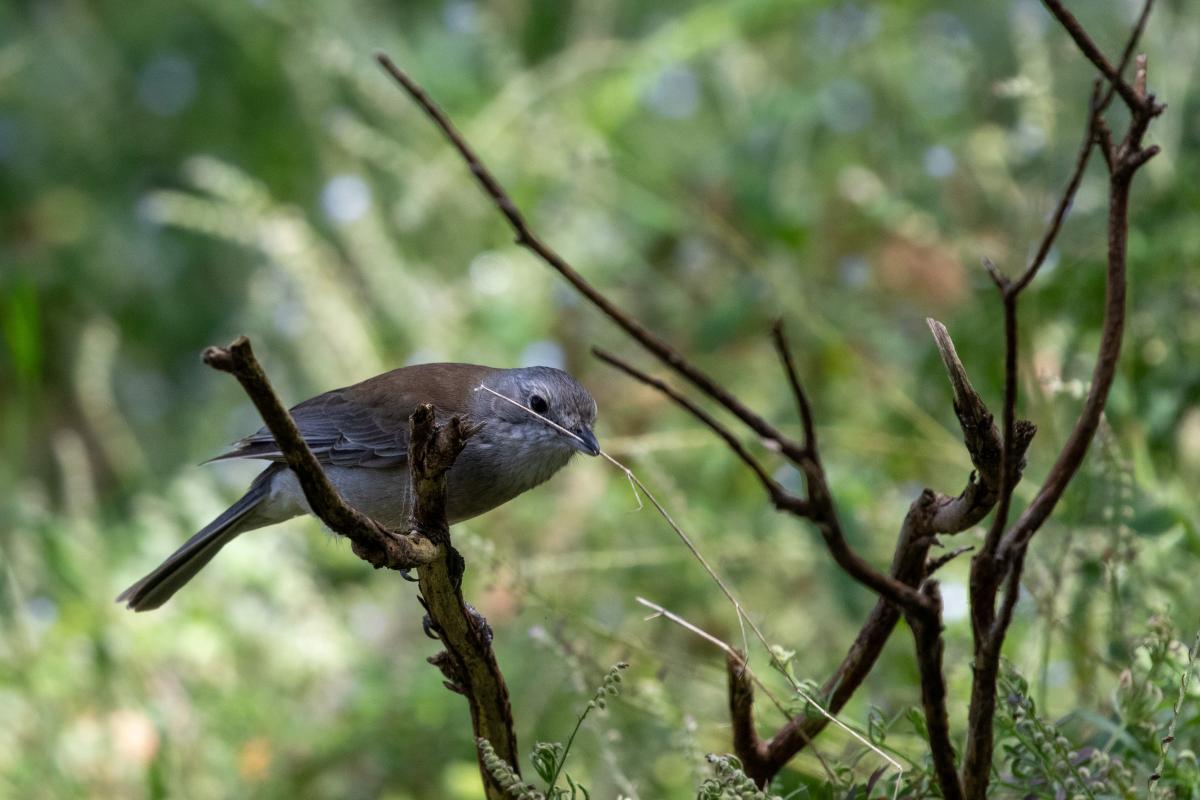 Grey Shrikethrush (Colluricincla harmonica)