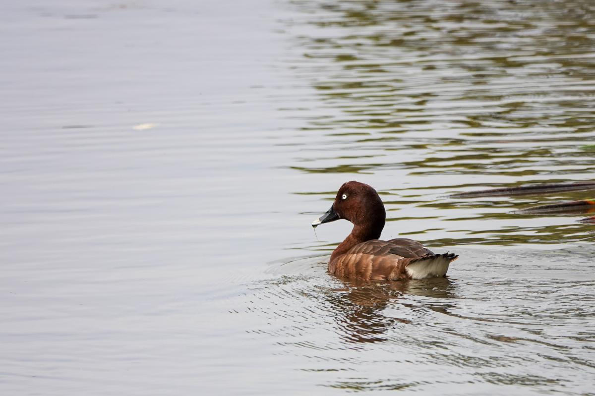 Hardhead (Aythya australis)