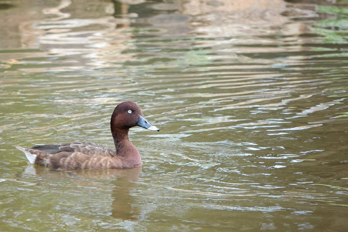 Hardhead (Aythya australis)