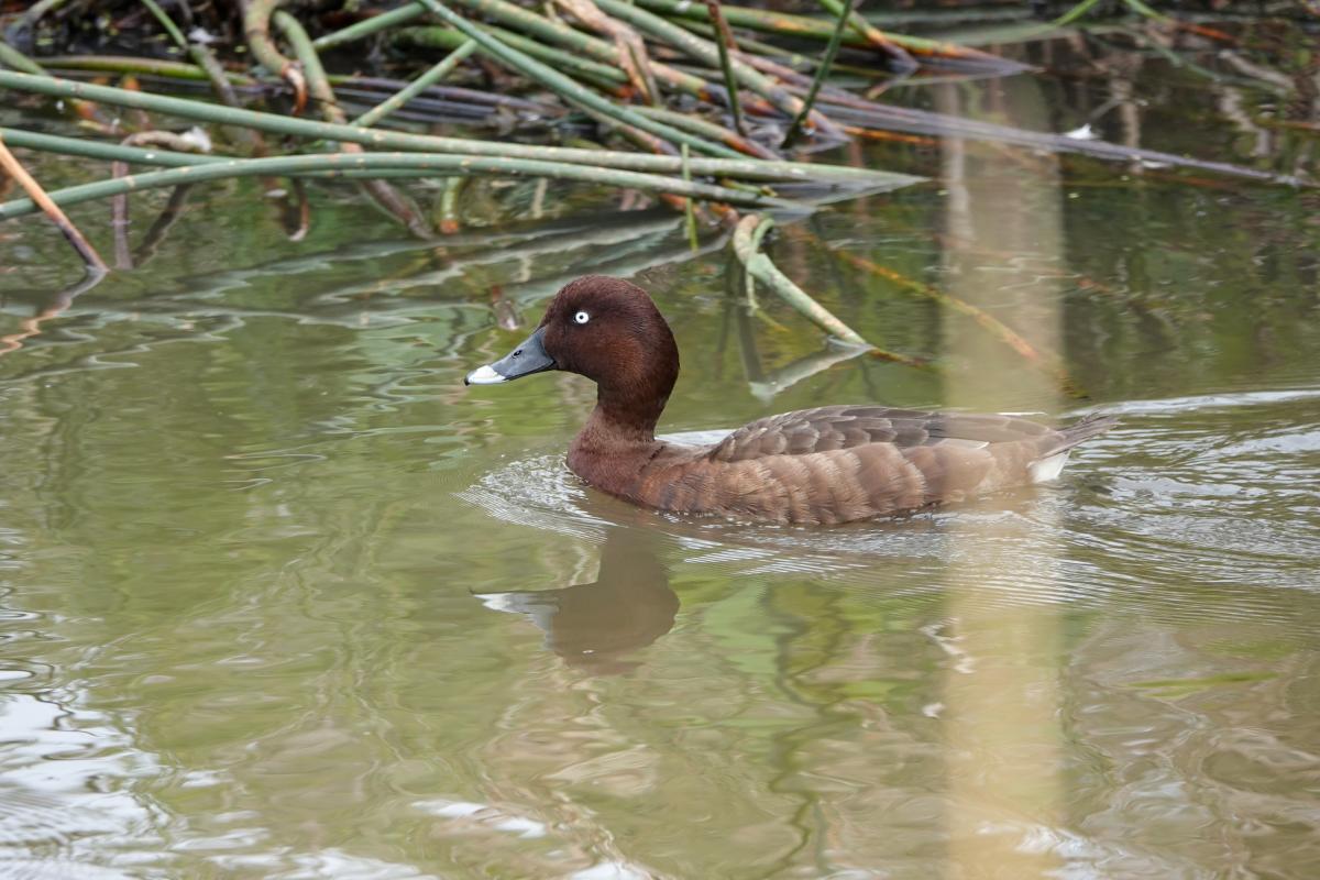 Hardhead (Aythya australis)