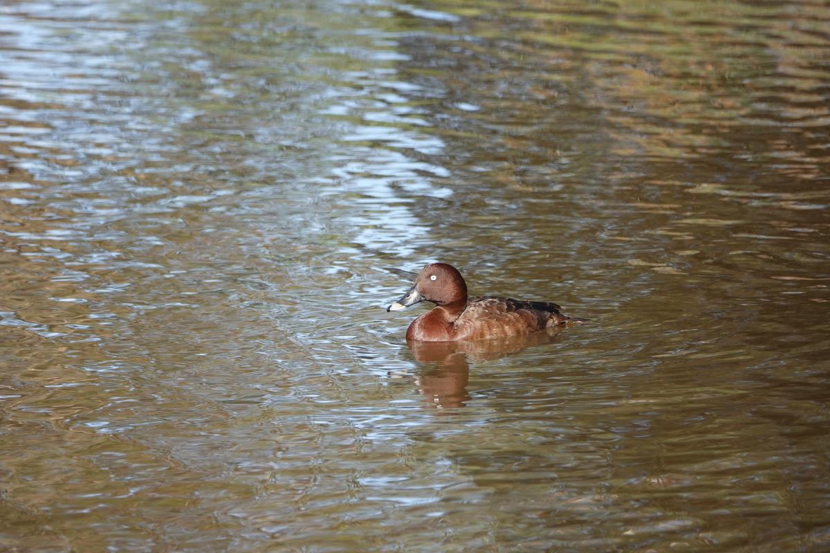 Hardhead (Aythya australis)