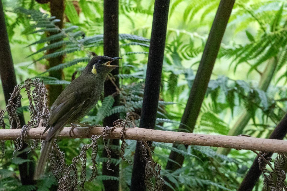 Lewin's honeyeater (Meliphaga lewinii)