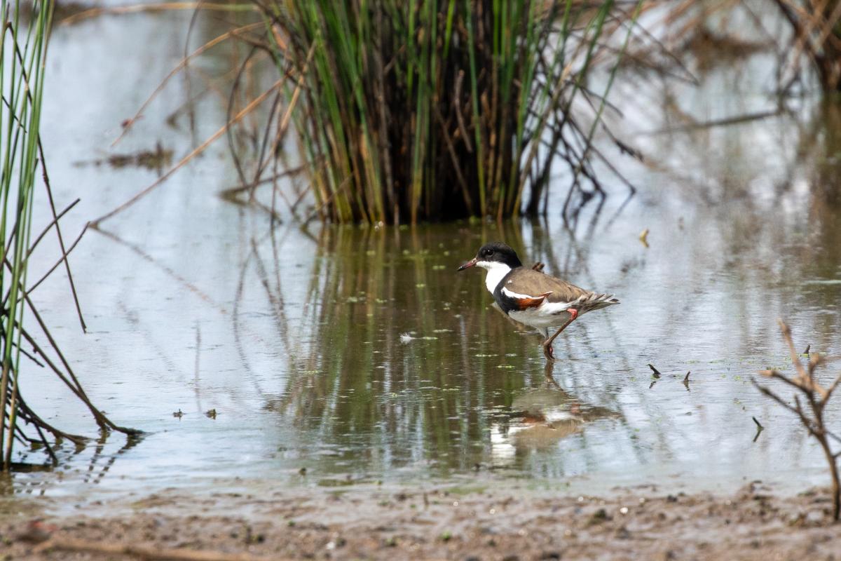 Red-kneed Dotterel (Erythrogonys cinctus)