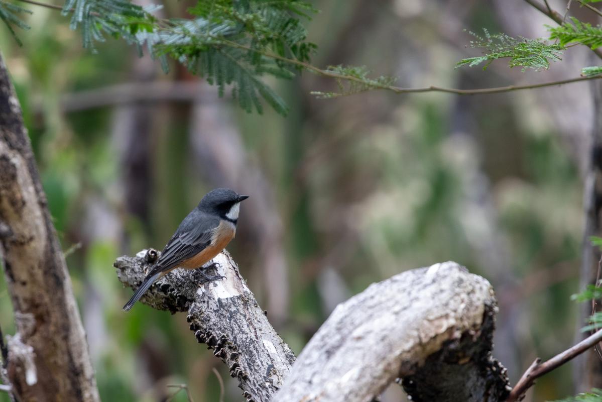 Rufous whistler (Pachycephala rufiventris)