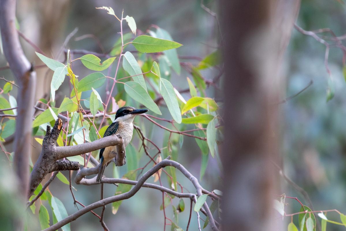 Sacred Kingfisher (Todiramphus sanctus)