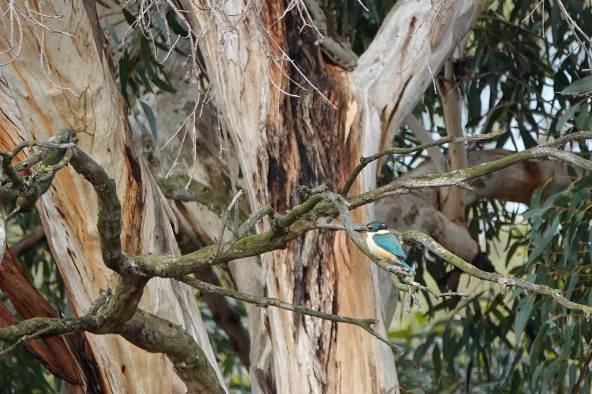 Sacred Kingfisher (Todiramphus sanctus)