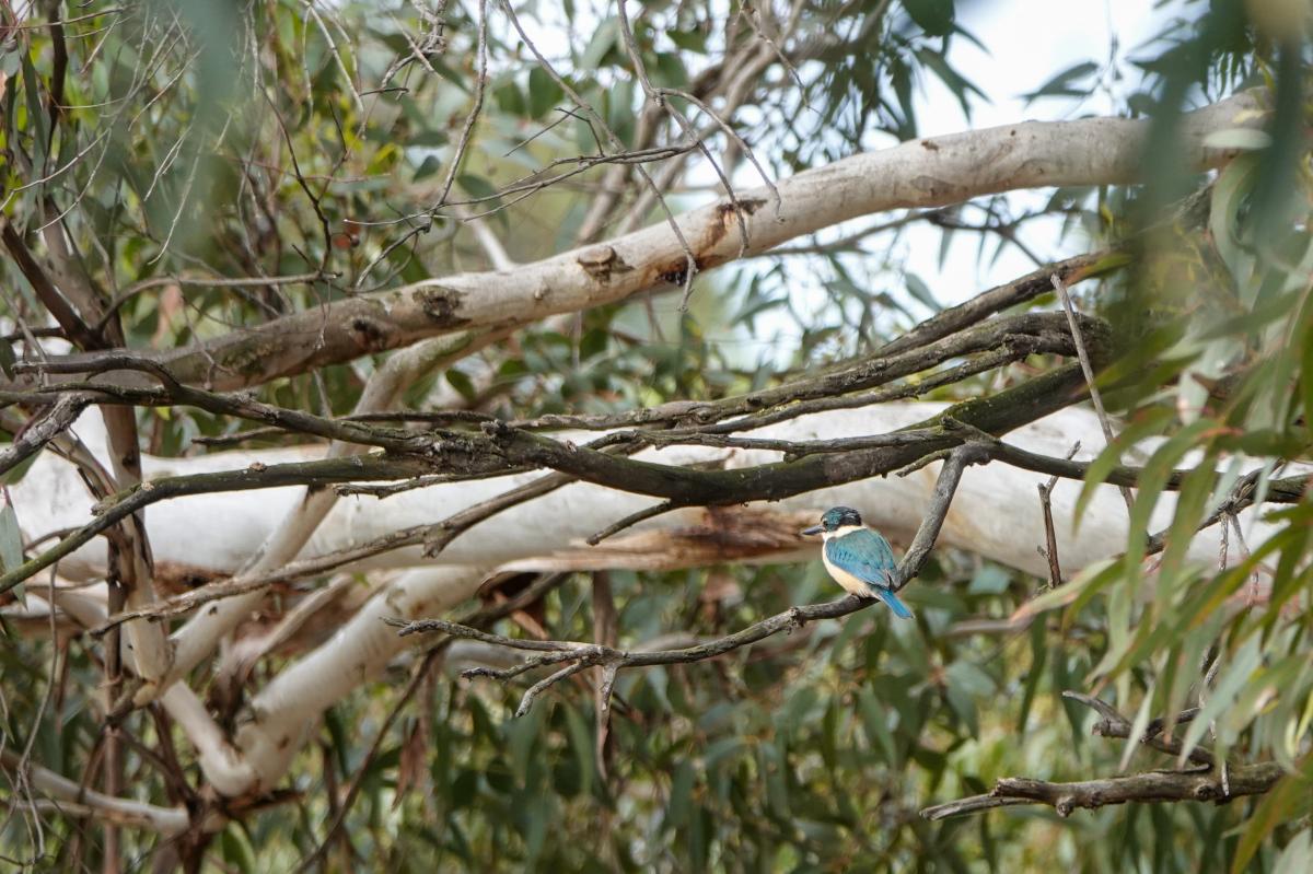 Sacred Kingfisher (Todiramphus sanctus)