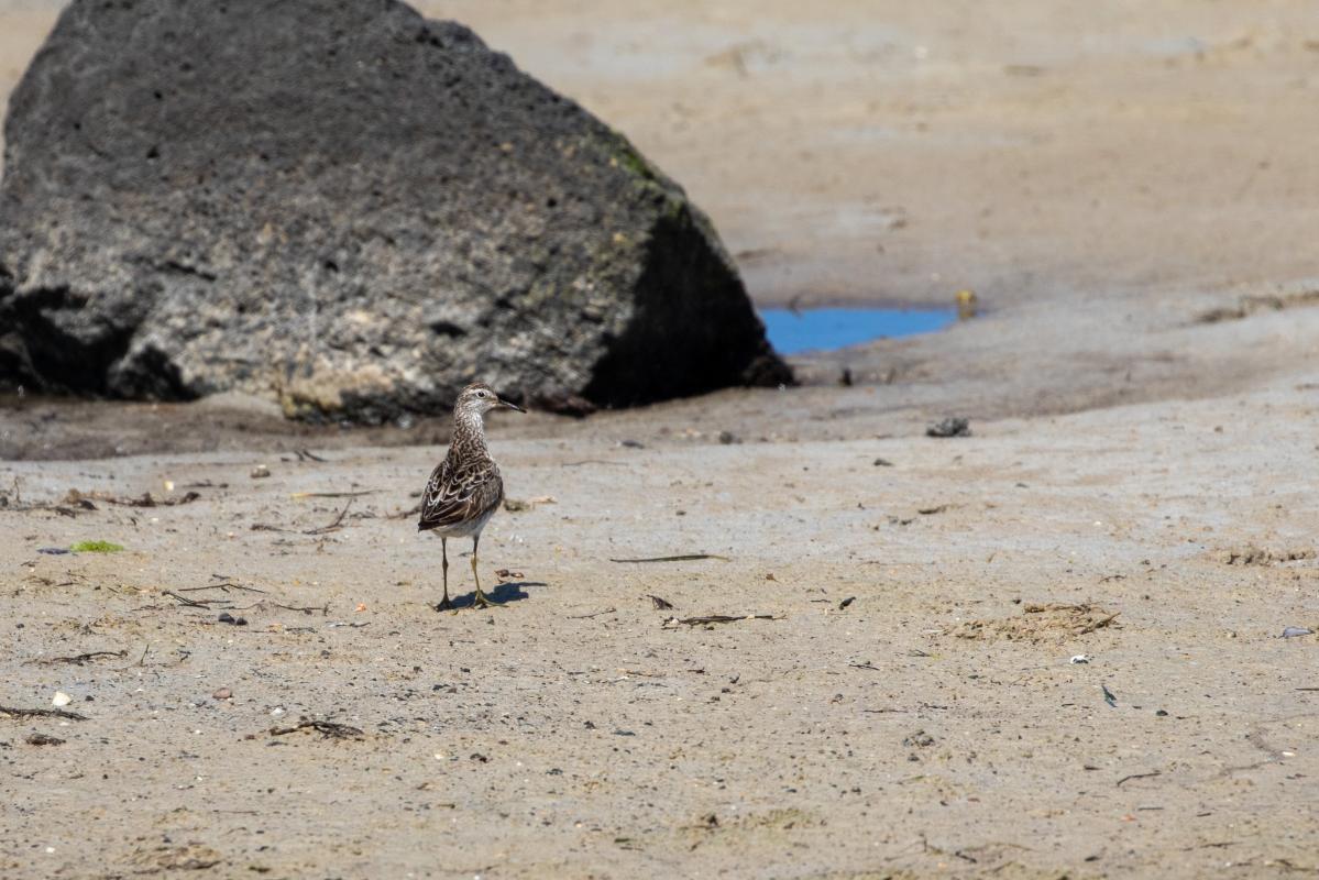 Sharp-tailed Sandpiper (Calidris acuminata)