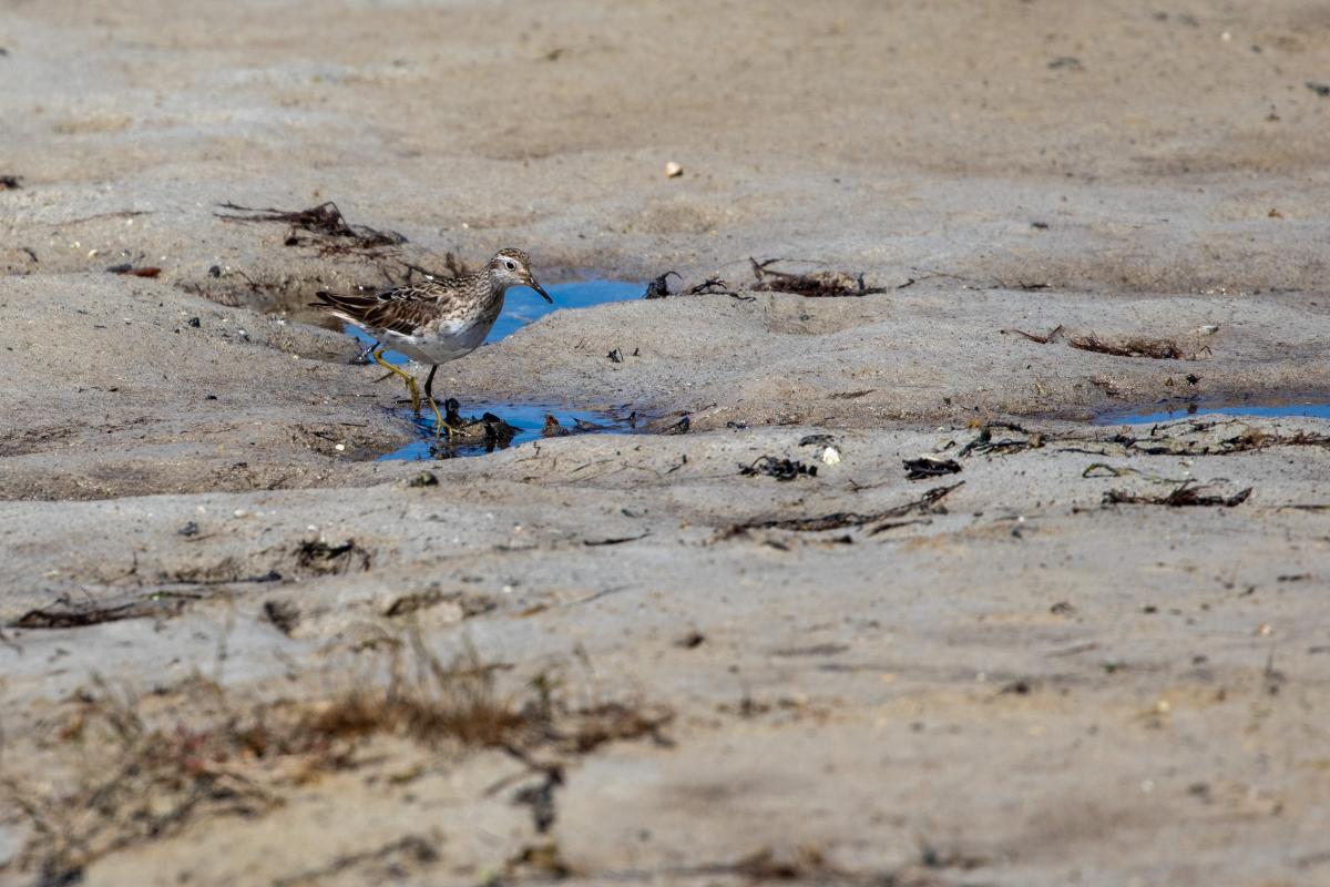 Sharp-tailed Sandpiper (Calidris acuminata)