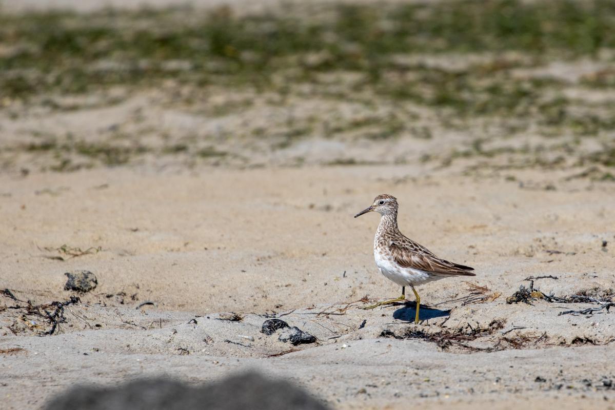 Sharp-tailed Sandpiper (Calidris acuminata)