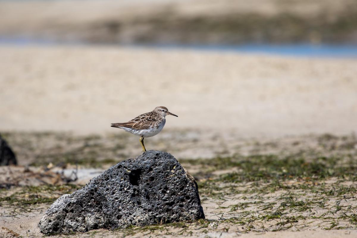 Sharp-tailed Sandpiper (Calidris acuminata)