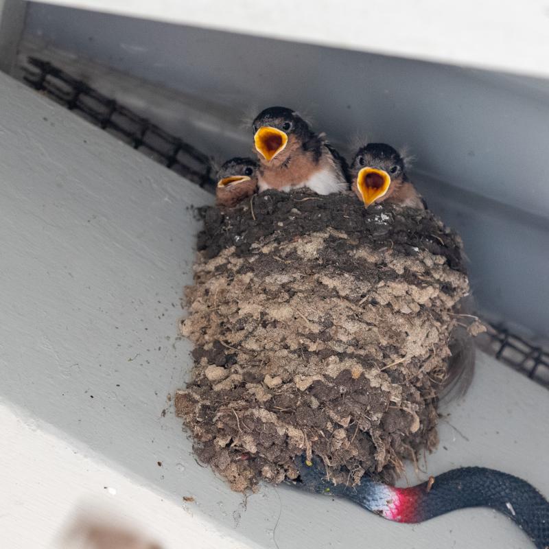 Welcome Swallow (Hirundo neoxena)