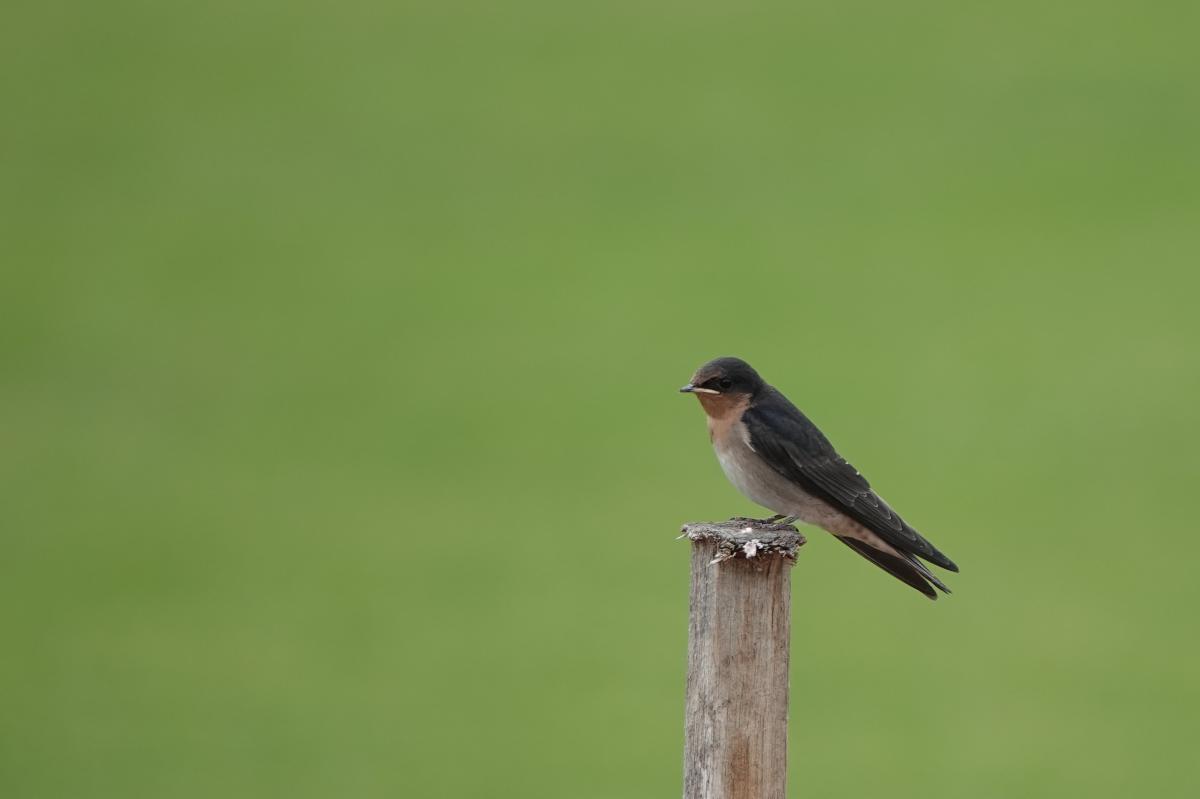 Welcome Swallow (Hirundo neoxena)