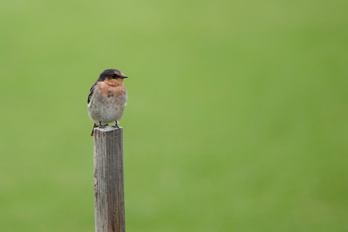 Welcome Swallow (Hirundo neoxena)