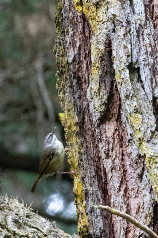 White-browed Scrubwren (Sericornis frontalis)