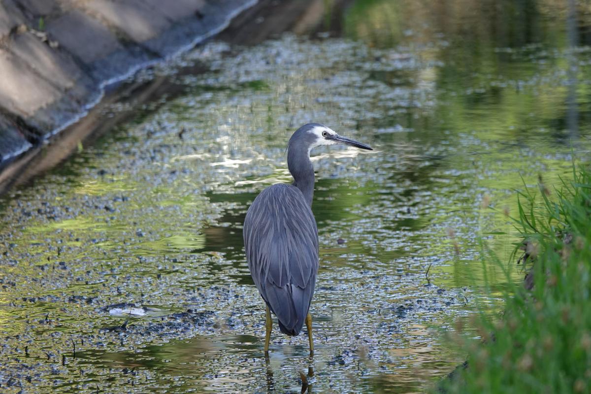 White-faced Heron (Egretta novaehollandiae)