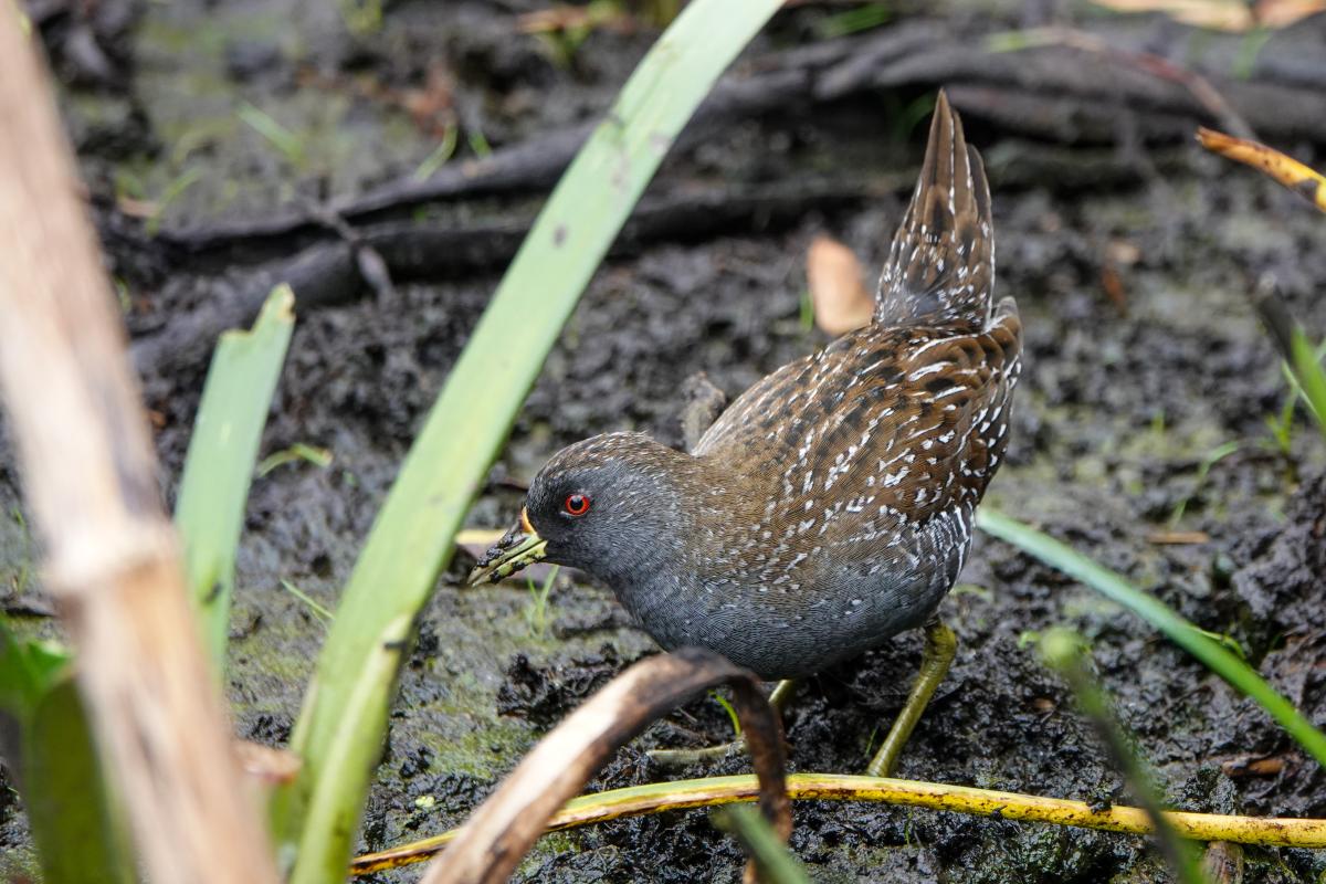 Australian Crake (Porzana fluminea)