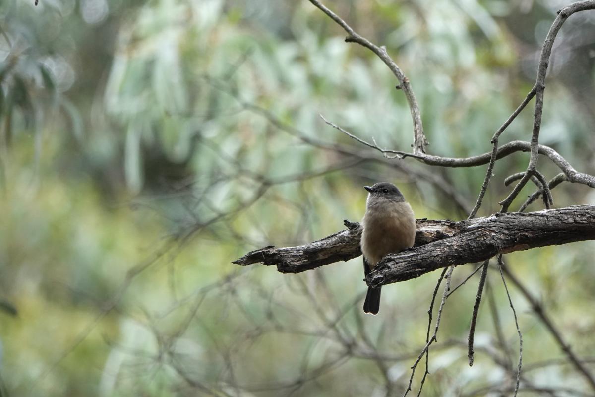 Australian Golden Whistler (Pachycephala pectoralis)