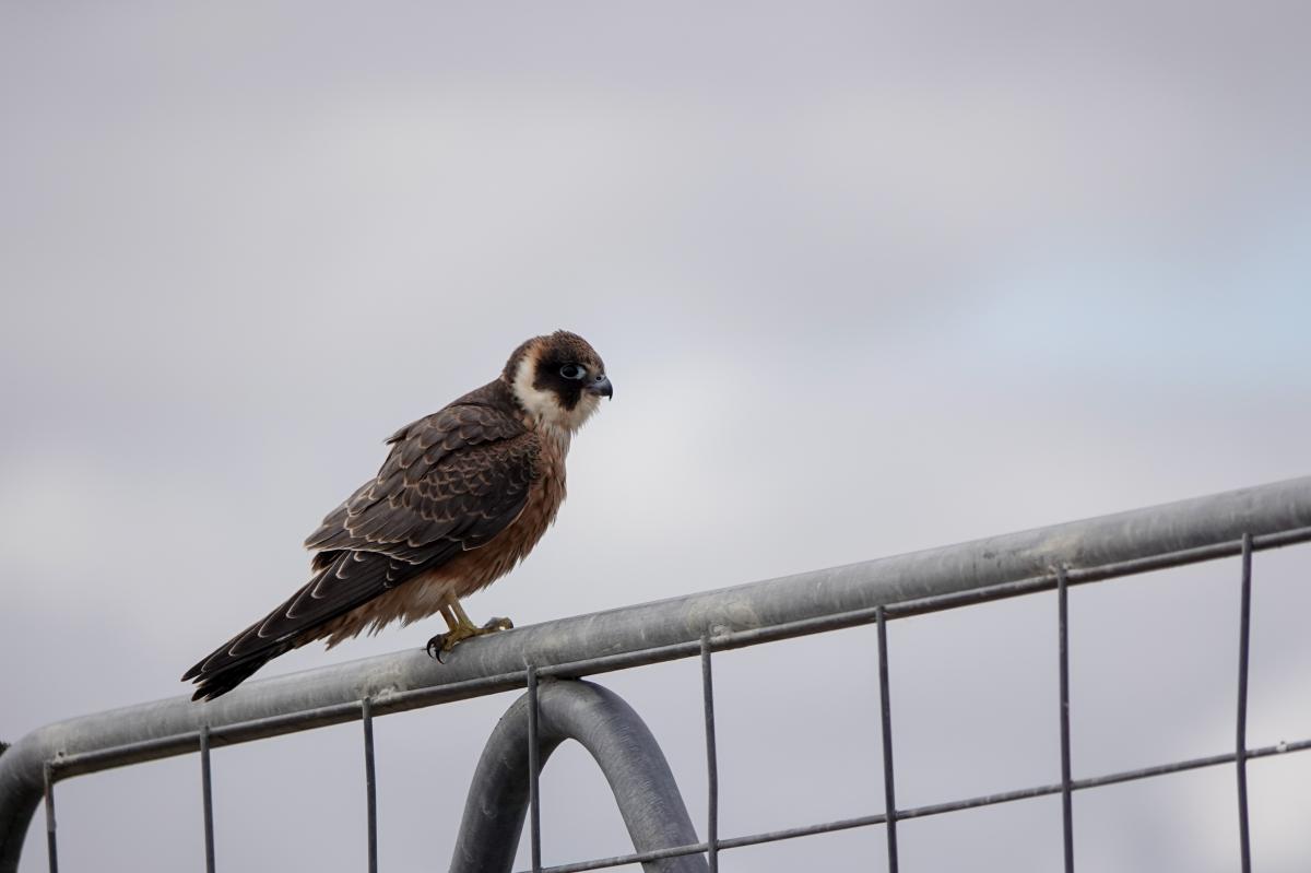 Australian Hobby (Falco longipennis)