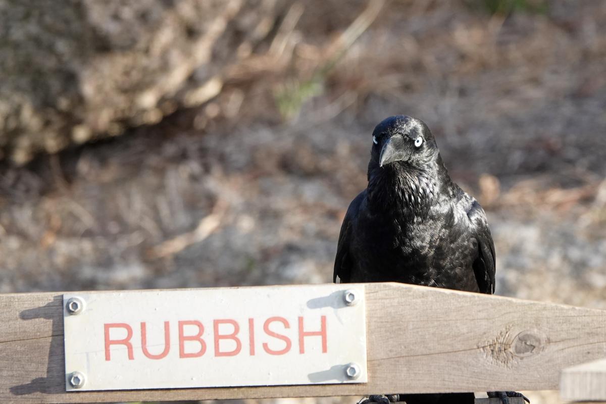 Australian Raven (Corvus coronoides)