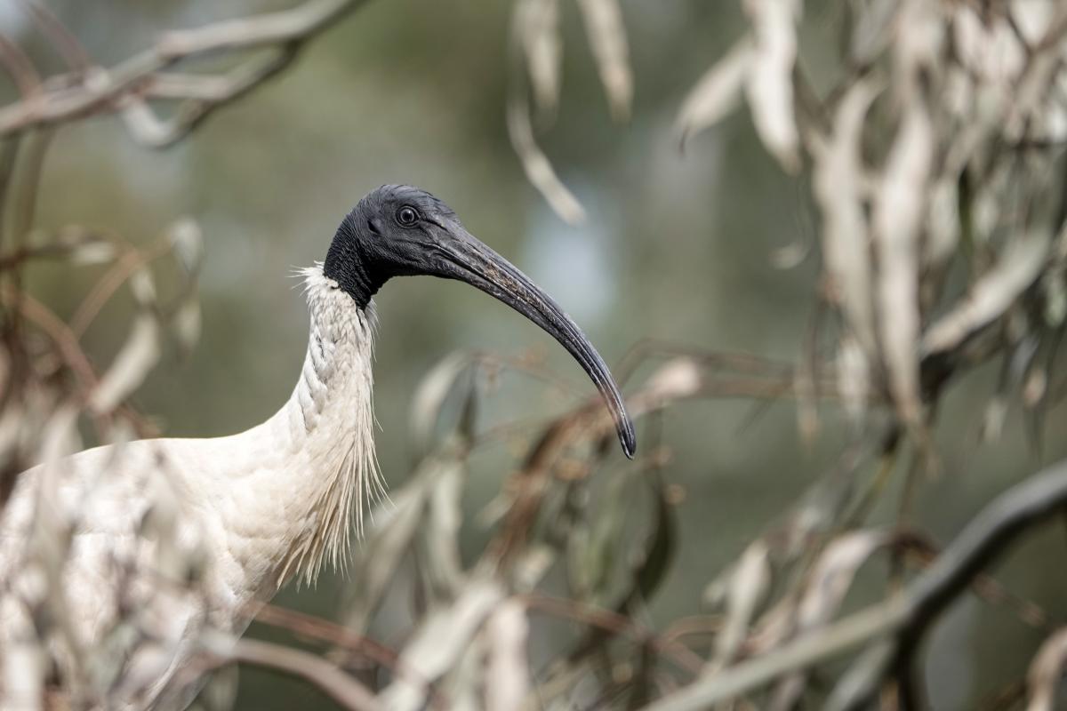 Australian White Ibis (Threskiornis molucca)