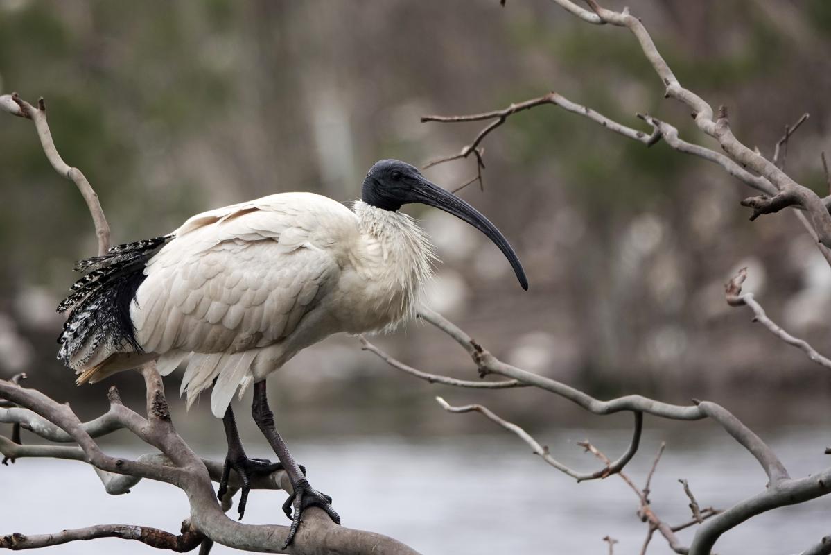 Australian White Ibis (Threskiornis molucca)