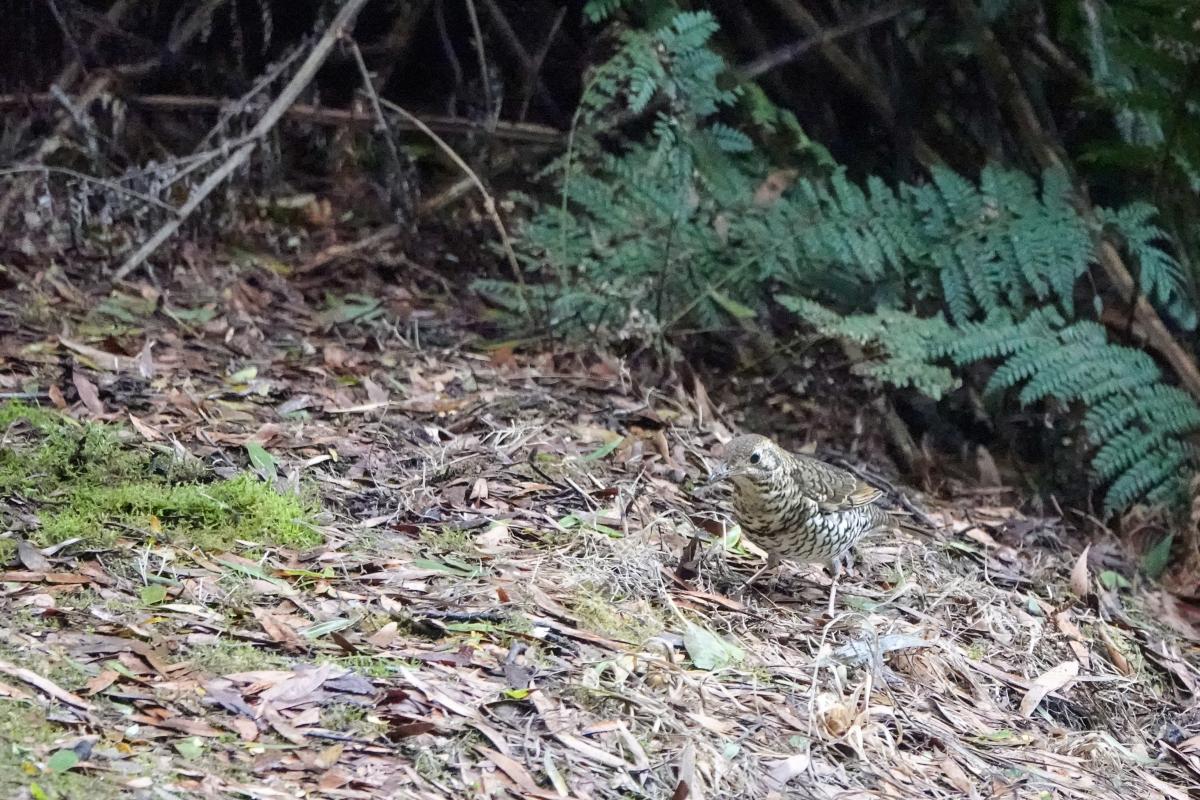 Bassian Thrush (Zoothera lunulata)