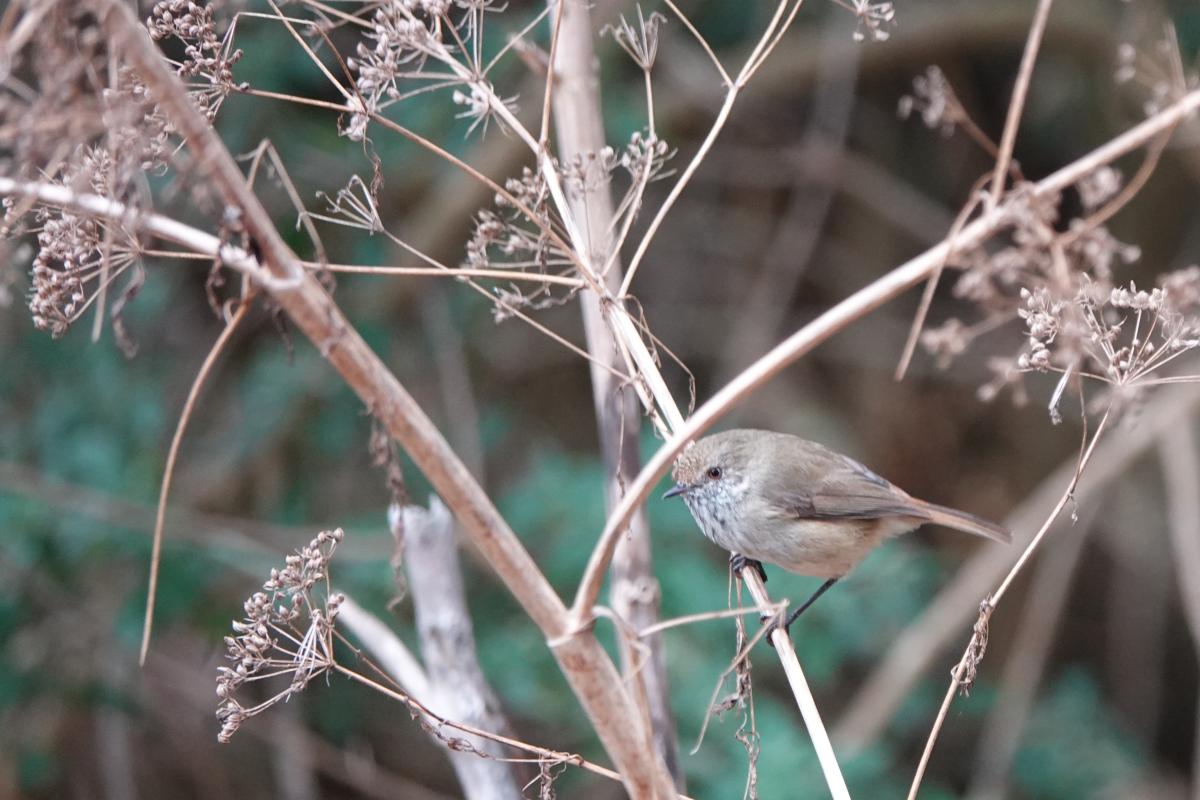 Brown Thornbill (Acanthiza pusilla)