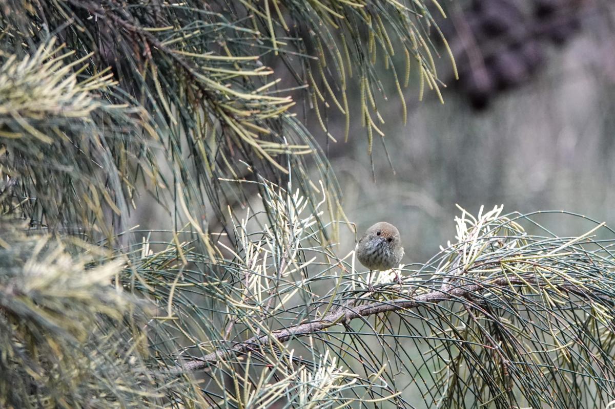 Brown Thornbill (Acanthiza pusilla)