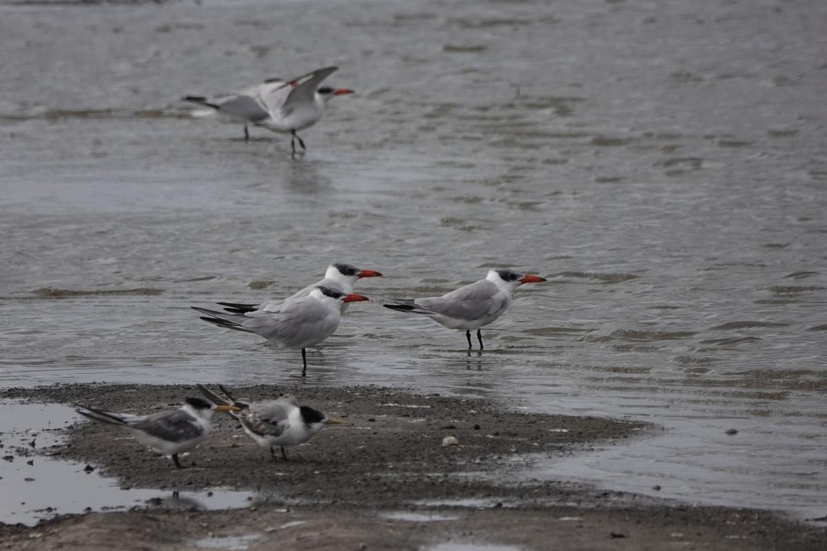 Caspian Tern (Hydroprogne caspia)