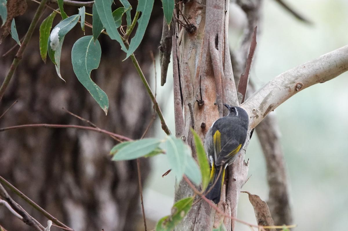 Crescent Honeyeater (Phylidonyris pyrrhopterus)