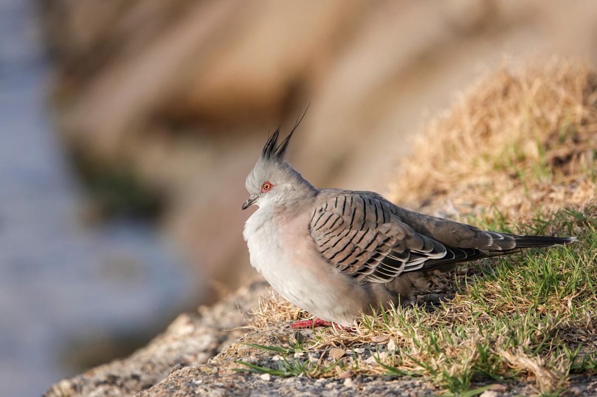 Crested Pigeon (Ocyphaps lophotes)