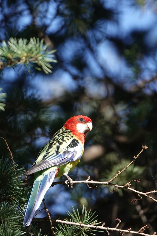 Eastern Rosella (Platycercus eximius)