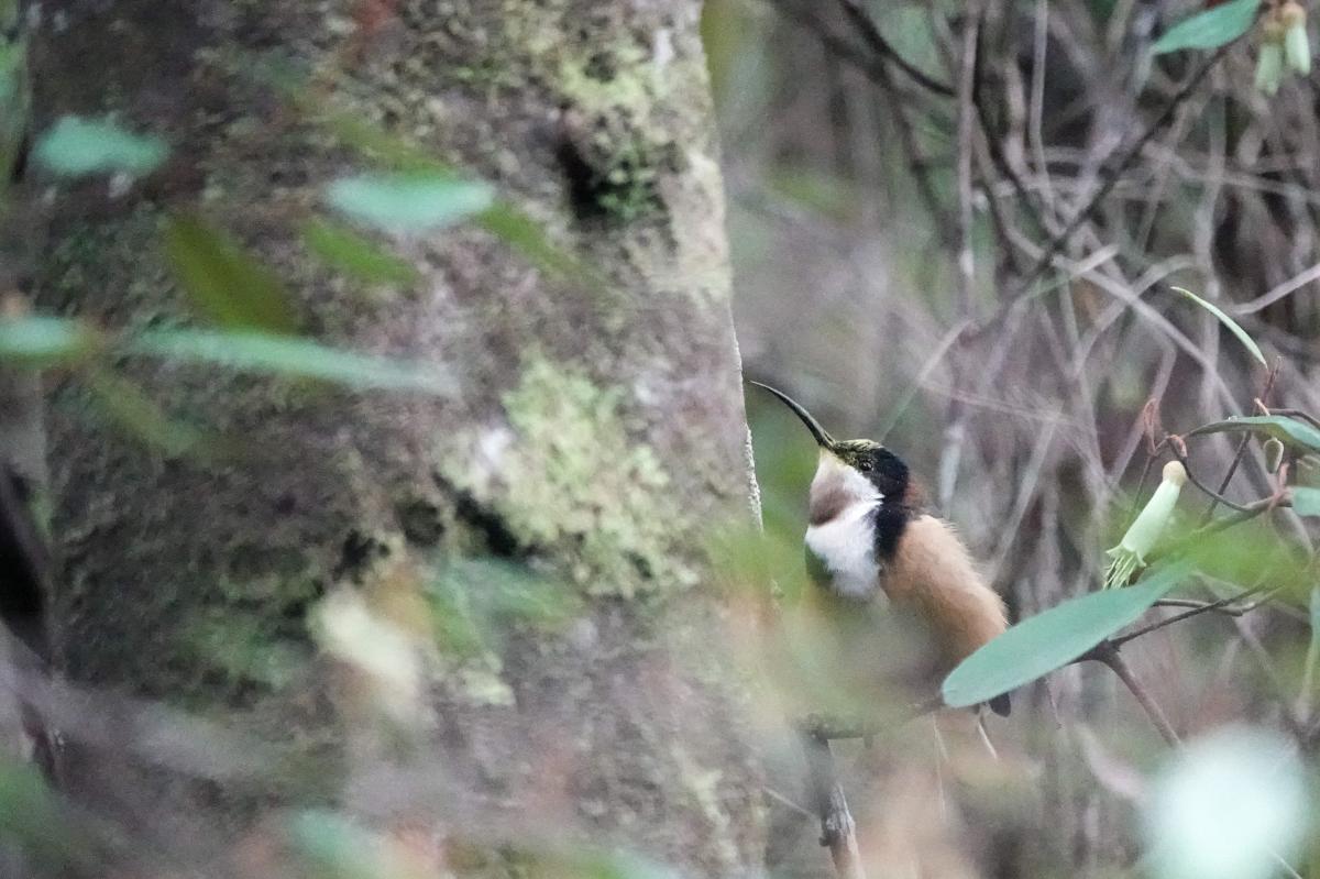 Eastern Spinebill (Acanthorhynchus tenuirostris)