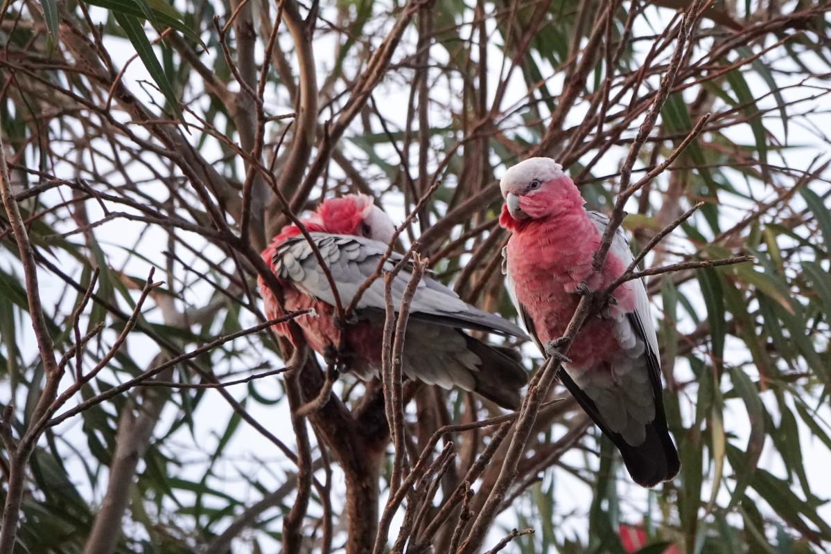 Galah (Eolophus roseicapilla)