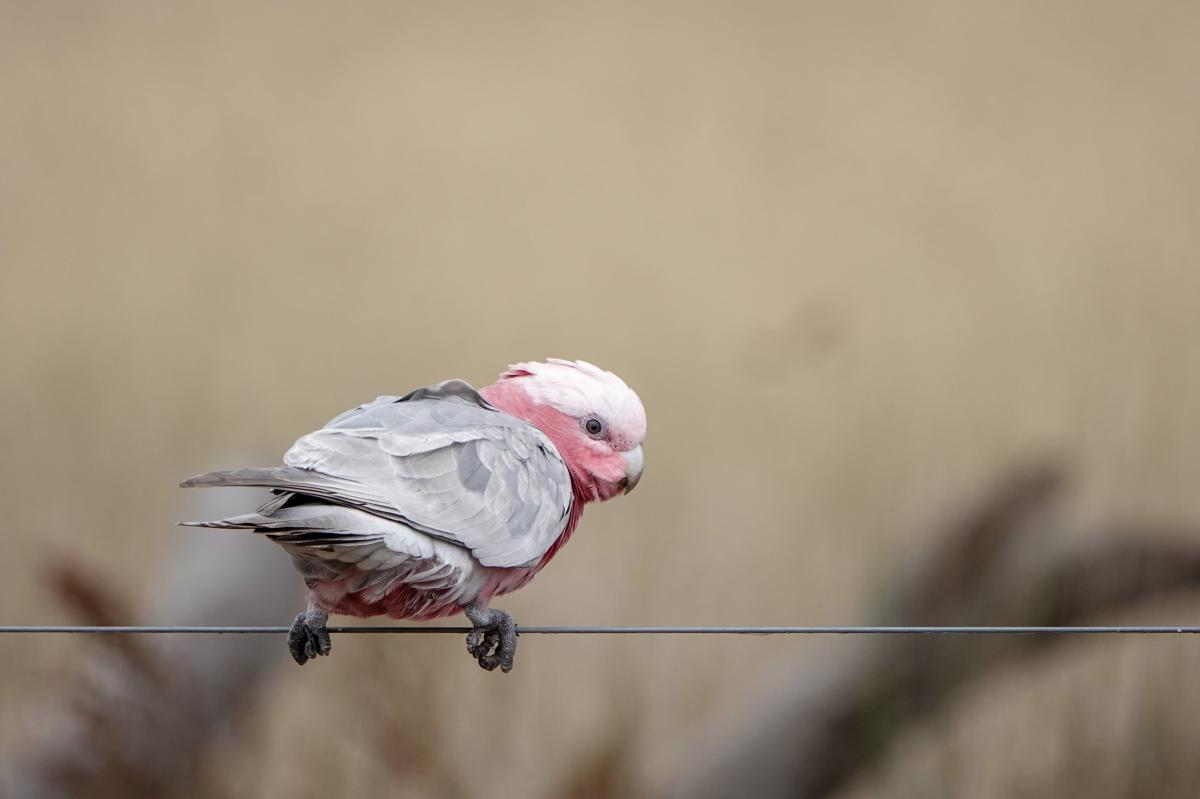 Galah (Eolophus roseicapilla)