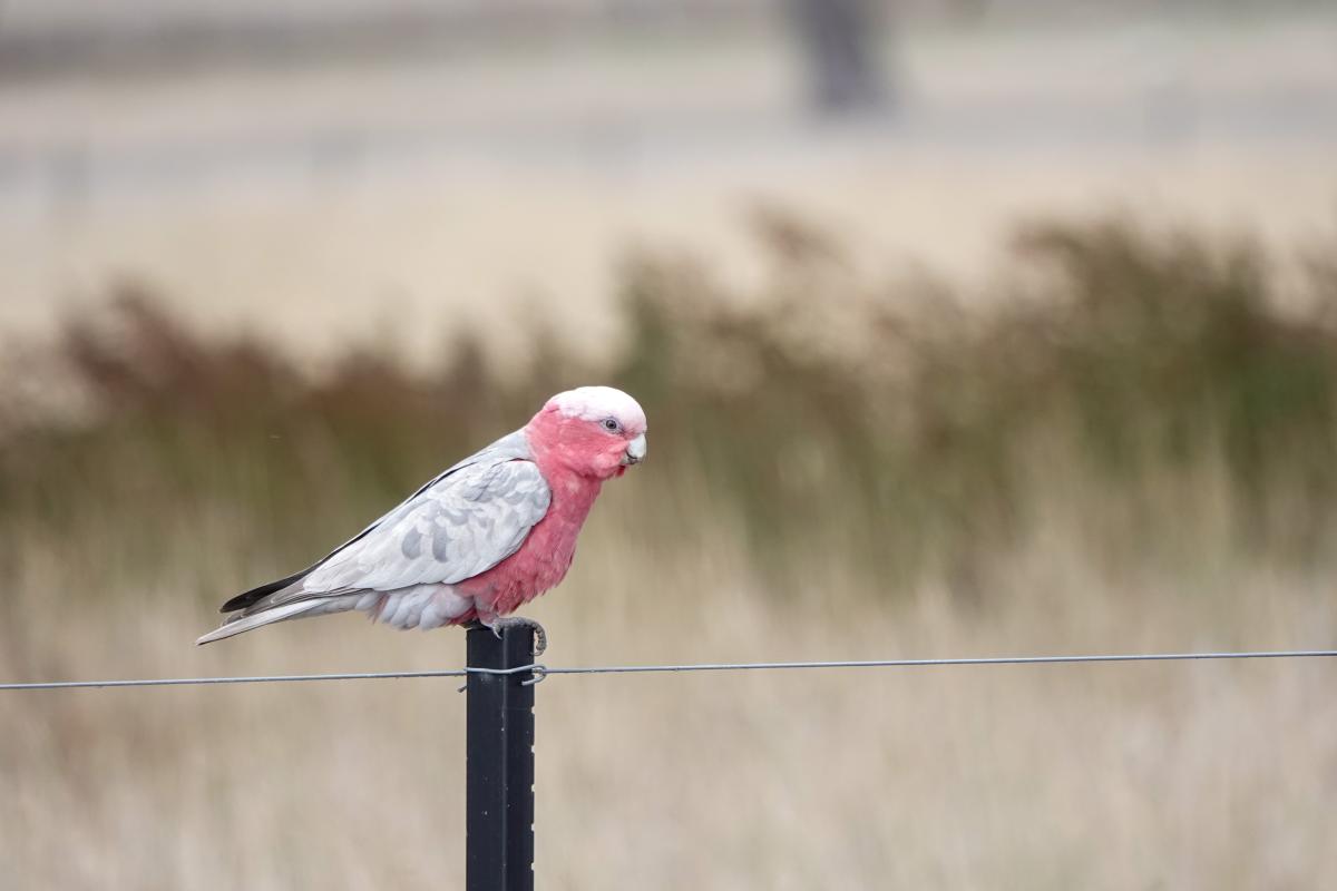 Galah (Eolophus roseicapilla)