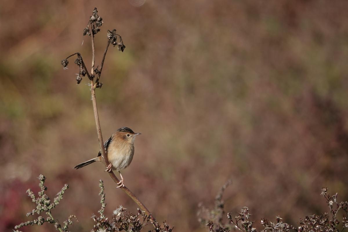 Golden-headed Cisticola (Cisticola exilis)