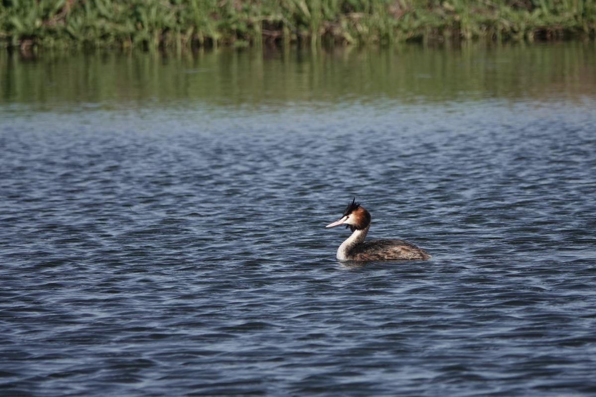 Great Crested Grebe (Podiceps cristatus)