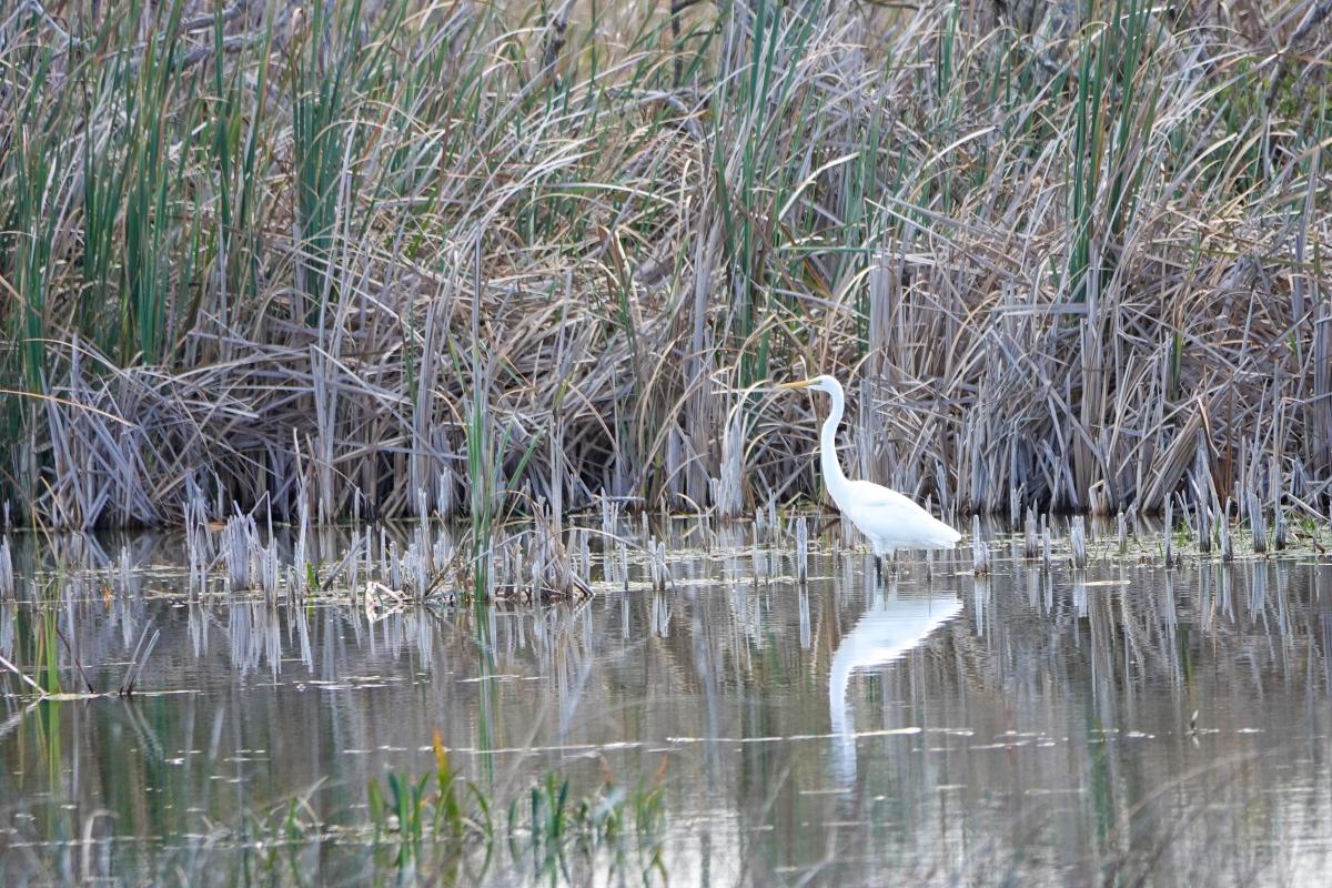 Great Egret (Ardea alba)