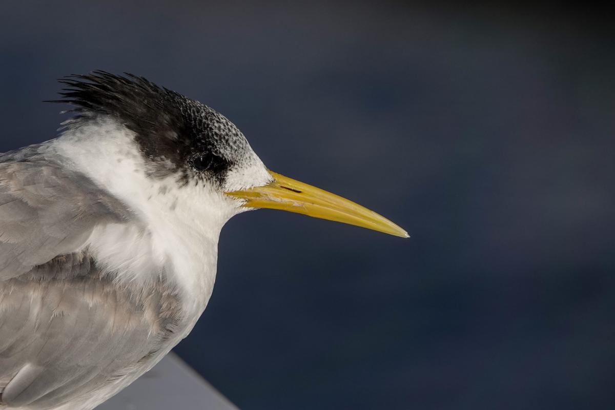 Greater Crested Tern (Thalasseus bergii)