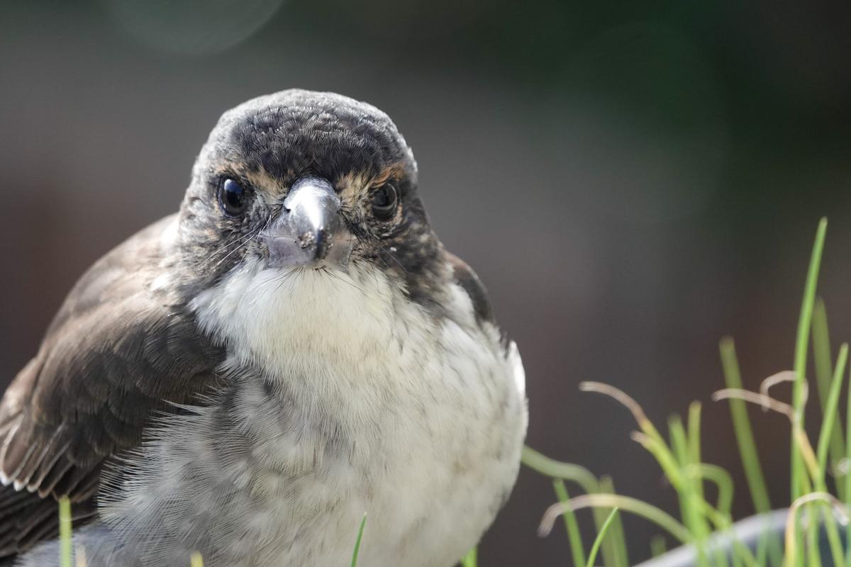 Grey Butcherbird (Cracticus torquatus)