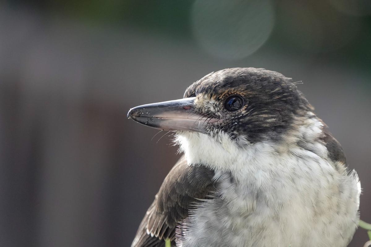 Grey Butcherbird (Cracticus torquatus)