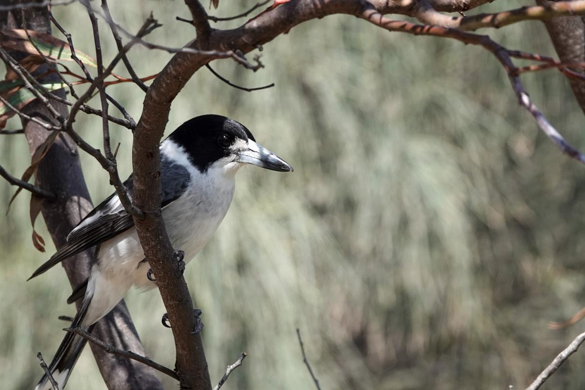 Grey Butcherbird (Cracticus torquatus)