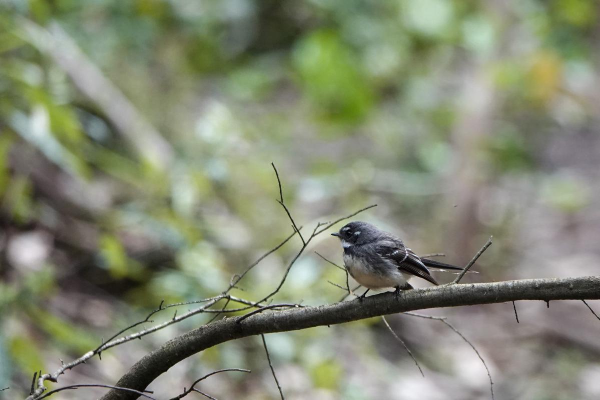 Grey Fantail (Rhipidura albiscapa)