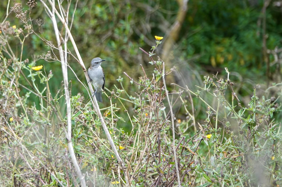 Grey Shrikethrush (Colluricincla harmonica)