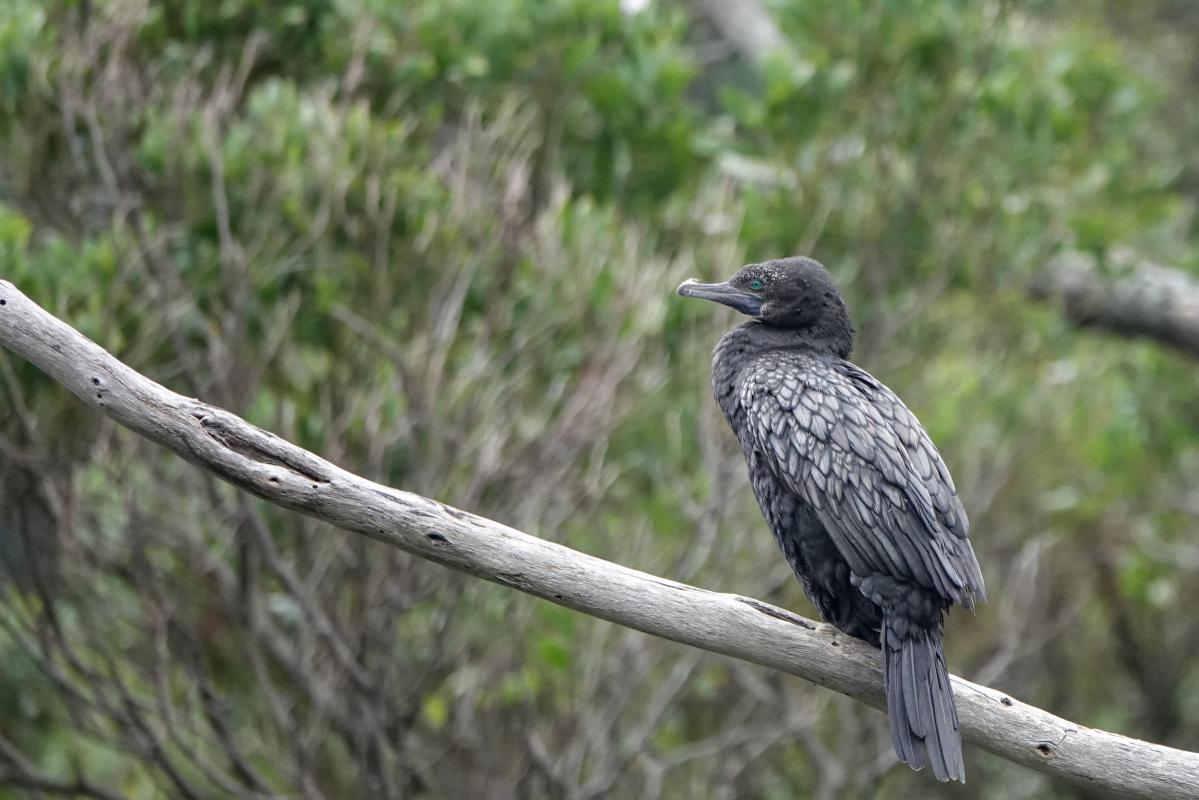 Little Black Cormorant (Phalacrocorax sulcirostris)