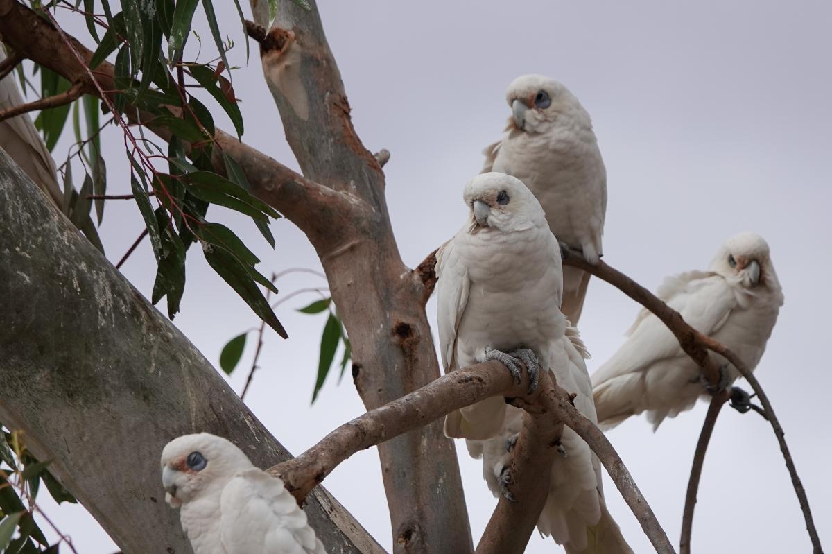 Little corella (Cacatua sanguinea)