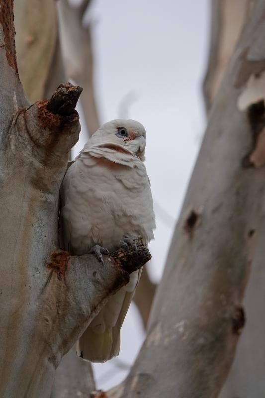 Little corella (Cacatua sanguinea)