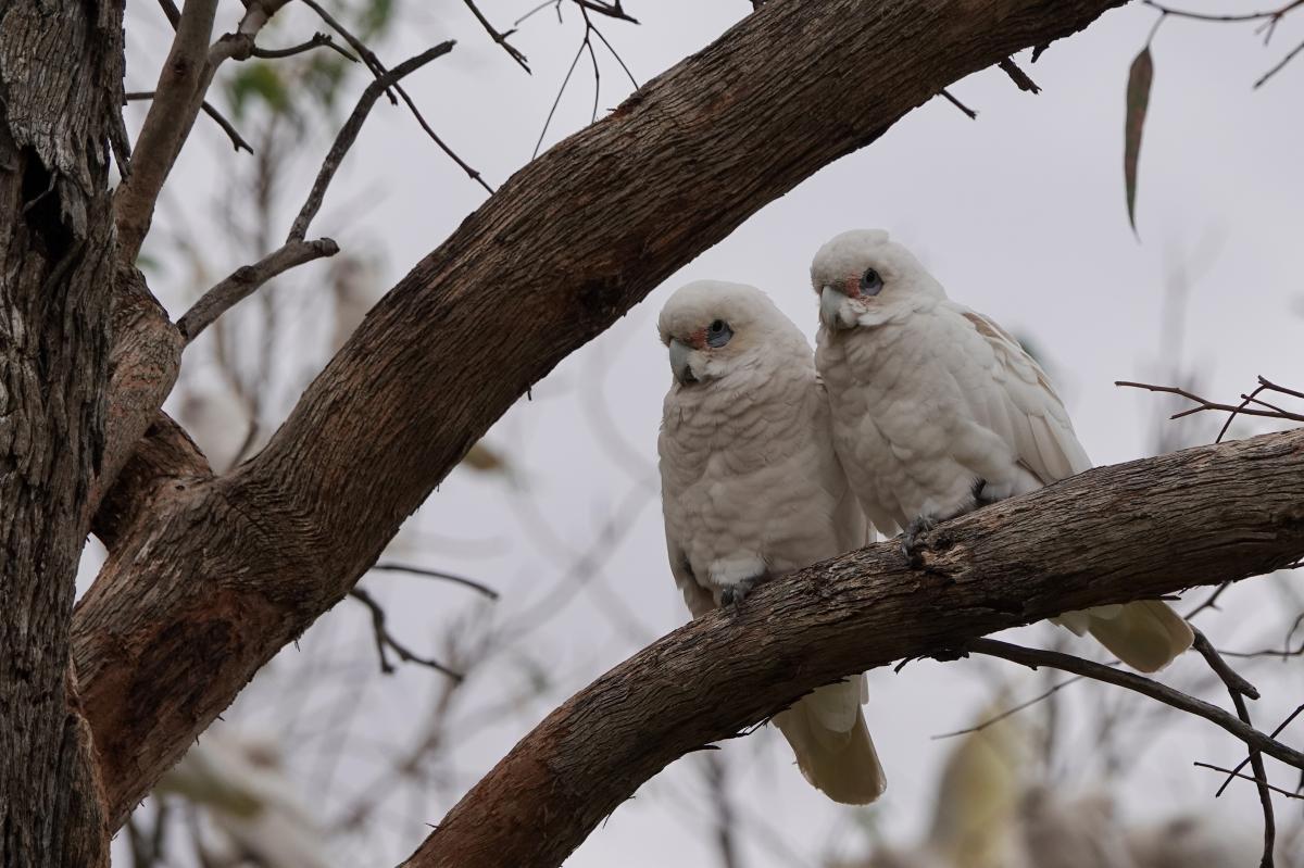 Little corella (Cacatua sanguinea)